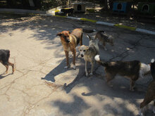 KOMETA, Hund, Mischlingshund in Bulgarien - Bild 12