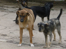 KOMETA, Hund, Mischlingshund in Bulgarien - Bild 15