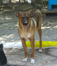 KOMETA, Hund, Mischlingshund in Bulgarien - Bild 2