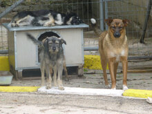 KOMETA, Hund, Mischlingshund in Bulgarien - Bild 8