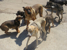 KOMETA, Hund, Mischlingshund in Bulgarien - Bild 9