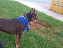 TINTIN, Hund, Podenco-Mix in Spanien - Bild 2