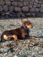 TINTIN, Hund, Podenco-Mix in Spanien - Bild 3