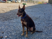 TINTIN, Hund, Podenco-Mix in Spanien - Bild 4