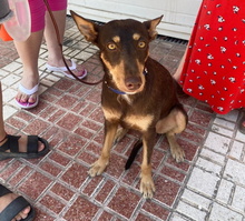 TINTIN, Hund, Podenco-Mix in Spanien - Bild 5