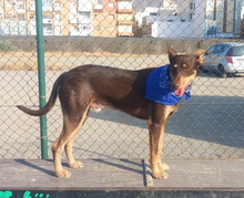 TINTIN, Hund, Podenco-Mix in Spanien - Bild 7