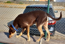 TINTIN, Hund, Podenco-Mix in Spanien - Bild 8