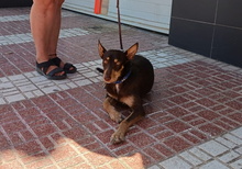 TINTIN, Hund, Podenco-Mix in Spanien - Bild 9