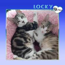 LOCKY, Katze, Hauskatze in Bulgarien - Bild 1