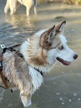 LUNA, Hund, Mischlingshund in Düsseldorf - Bild 2