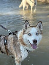 LUNA, Hund, Mischlingshund in Düsseldorf - Bild 3