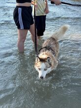 LUNA, Hund, Mischlingshund in Düsseldorf - Bild 4