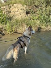 LUNA, Hund, Mischlingshund in Düsseldorf - Bild 5