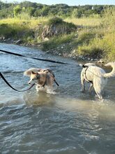 LUNA, Hund, Mischlingshund in Düsseldorf - Bild 6