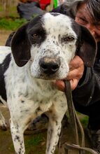 LINA, Hund, Mischlingshund in Griechenland - Bild 1