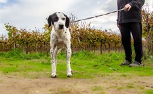 LINA, Hund, Mischlingshund in Griechenland - Bild 2