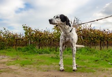 LINA, Hund, Mischlingshund in Griechenland - Bild 3