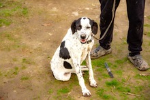 LINA, Hund, Mischlingshund in Griechenland - Bild 4