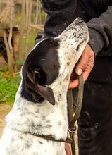 LINA, Hund, Mischlingshund in Griechenland - Bild 6