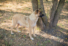 RÜBE, Hund, Mischlingshund in Kroatien - Bild 1