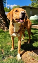 TOFFEE, Hund, Mischlingshund in Dillenburg - Bild 1