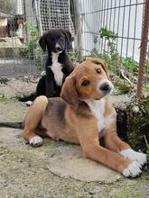 TOFFEE, Hund, Mischlingshund in Dillenburg - Bild 10