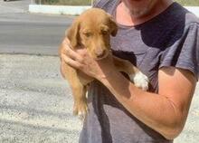 TOFFEE, Hund, Mischlingshund in Dillenburg - Bild 11