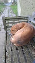 TOFFEE, Hund, Mischlingshund in Dillenburg - Bild 12