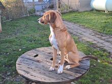 TOFFEE, Hund, Mischlingshund in Dillenburg - Bild 13