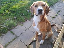 TOFFEE, Hund, Mischlingshund in Dillenburg - Bild 2