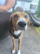 TOFFEE, Hund, Mischlingshund in Dillenburg - Bild 3