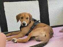 TOFFEE, Hund, Mischlingshund in Dillenburg - Bild 5