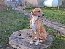 TOFFEE, Hund, Mischlingshund in Dillenburg - Bild 6