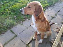 TOFFEE, Hund, Mischlingshund in Dillenburg - Bild 7