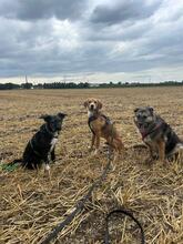 TOFFEE, Hund, Mischlingshund in Dillenburg - Bild 8
