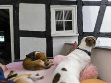 TOFFEE, Hund, Mischlingshund in Dillenburg - Bild 9