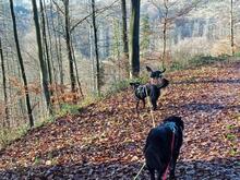 LEROY, Hund, Mischlingshund in Kürten - Bild 12