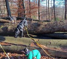 LEROY, Hund, Mischlingshund in Kürten - Bild 16