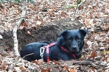 LEROY, Hund, Mischlingshund in Kürten - Bild 19