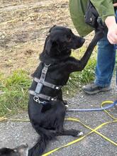 LEROY, Hund, Mischlingshund in Kürten - Bild 7