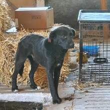 LEROY, Hund, Mischlingshund in Kürten - Bild 9