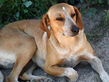 LILLA, Hund, Mischlingshund in Klipphausen