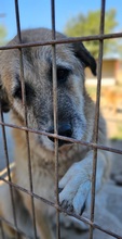 NANA, Hund, Mischlingshund in Spanien - Bild 4