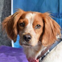 MANI, Hund, Epagneul Breton in Rot - Bild 1