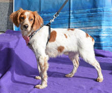 MANI, Hund, Epagneul Breton in Rot - Bild 2