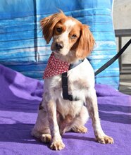 MANI, Hund, Epagneul Breton in Rot - Bild 3