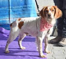 MANI, Hund, Epagneul Breton in Rot - Bild 4