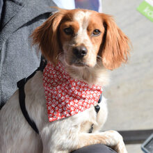 MANI, Hund, Epagneul Breton in Rot - Bild 5