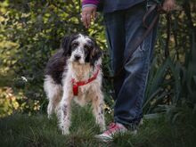 VENERDI, Hund, Mischlingshund in Rhens - Bild 1