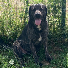 KORA, Hund, Mischlingshund in Kroatien - Bild 2